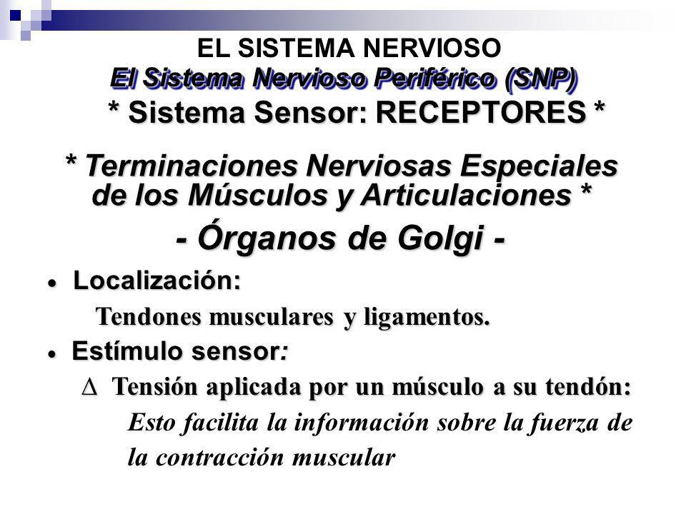 - Órganos de Golgi - * Sistema Sensor: RECEPTORES *
