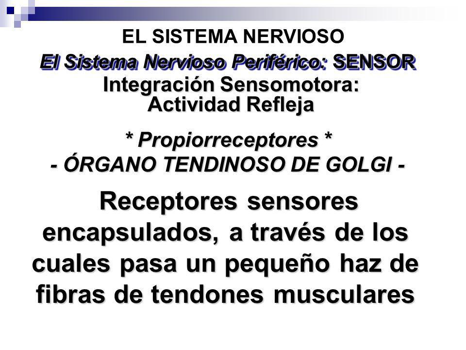 EL SISTEMA NERVIOSO El Sistema Nervioso Periférico: SENSOR. Integración Sensomotora: Actividad Refleja.