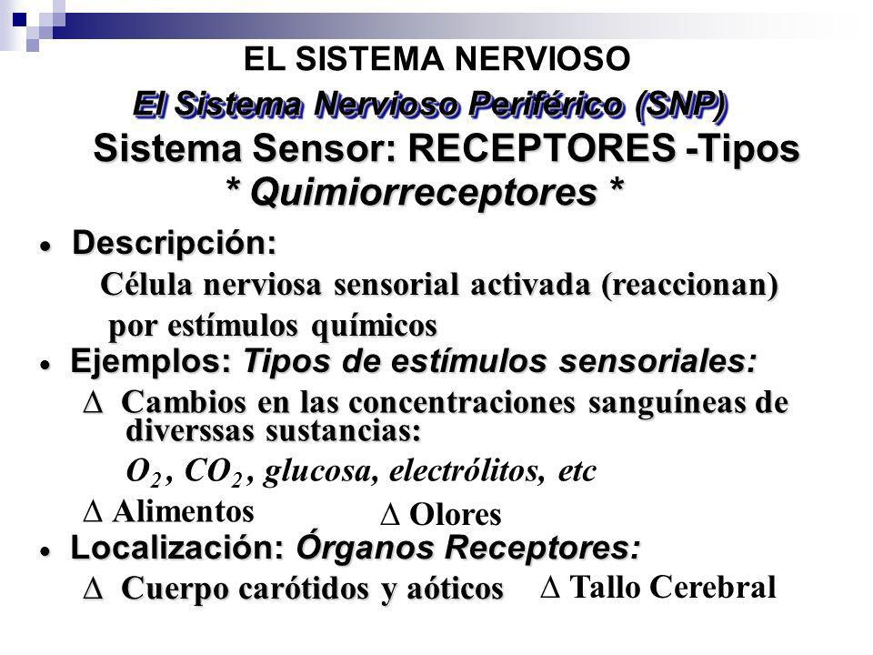 El Sistema Nervioso Periférico (SNP) Sistema Sensor: RECEPTORES -Tipos