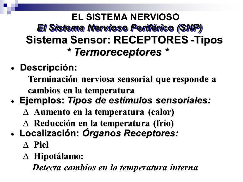 El Sistema Nervioso Periférico (SNP) Sistema Sensor: RECEPTORES -Tipos