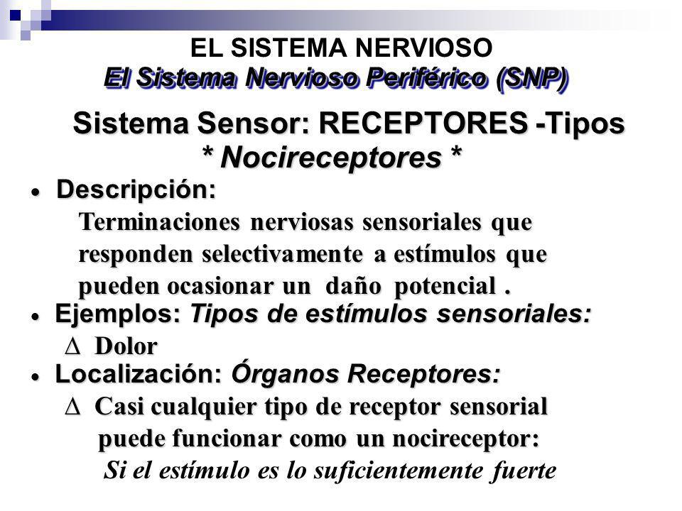 El Sistema Nervioso Periférico (SNP) Sistema Sensor: RECEPTORES -Tipos