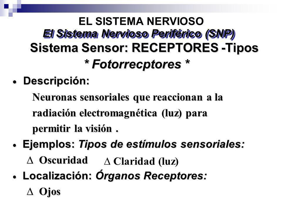 El Sistema Nervioso Periférico (SNP) Sistema Sensor: RECEPTORES -Tipos