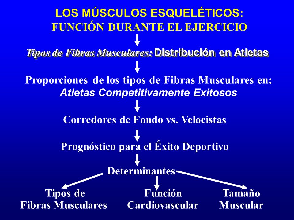 Proporciones de los tipos de Fibras Musculares en: