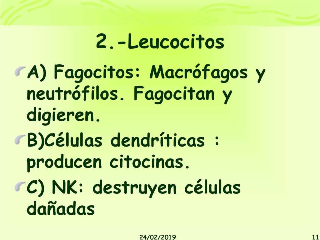 2.-Leucocitos A) Fagocitos: Macrófagos y neutrófilos. Fagocitan y digieren. B)Células dendríticas : producen citocinas.