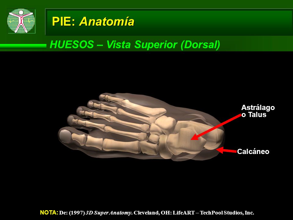 PIE: Anatomía HUESOS – Vista Superior (Dorsal) Astrálago o Talus