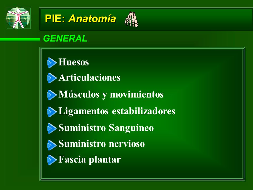 PIE: Anatomía Huesos Articulaciones Músculos y movimientos