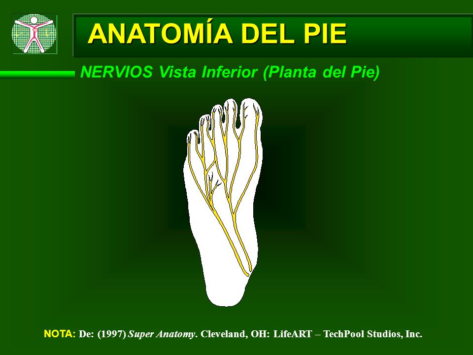ANATOMÍA DEL PIE NERVIOS Vista Inferior (Planta del Pie)