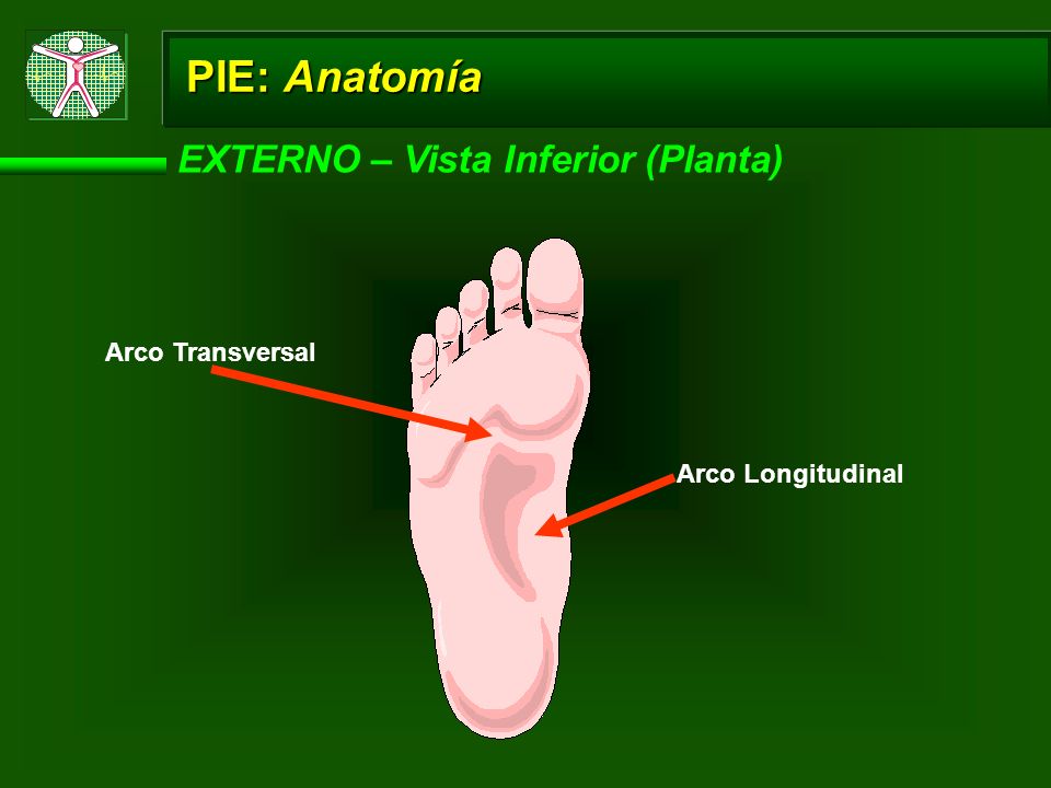 PIE: Anatomía EXTERNO – Vista Inferior (Planta) Arco Transversal