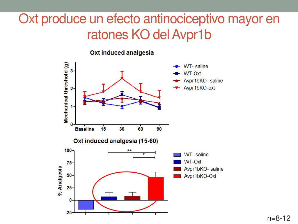 Oxt produce un efecto antinociceptivo mayor en ratones KO del Avpr1b