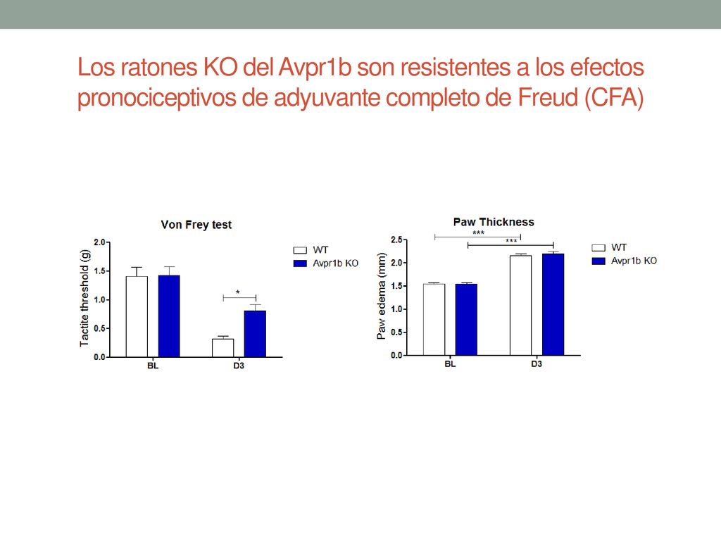 Los ratones KO del Avpr1b son resistentes a los efectos pronociceptivos de adyuvante completo de Freud (CFA)