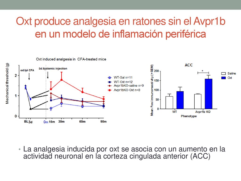Oxt produce analgesia en ratones sin el Avpr1b en un modelo de inflamación periférica