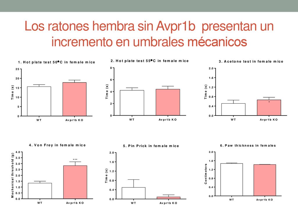 Los ratones hembra sin Avpr1b presentan un incremento en umbrales mécanicos