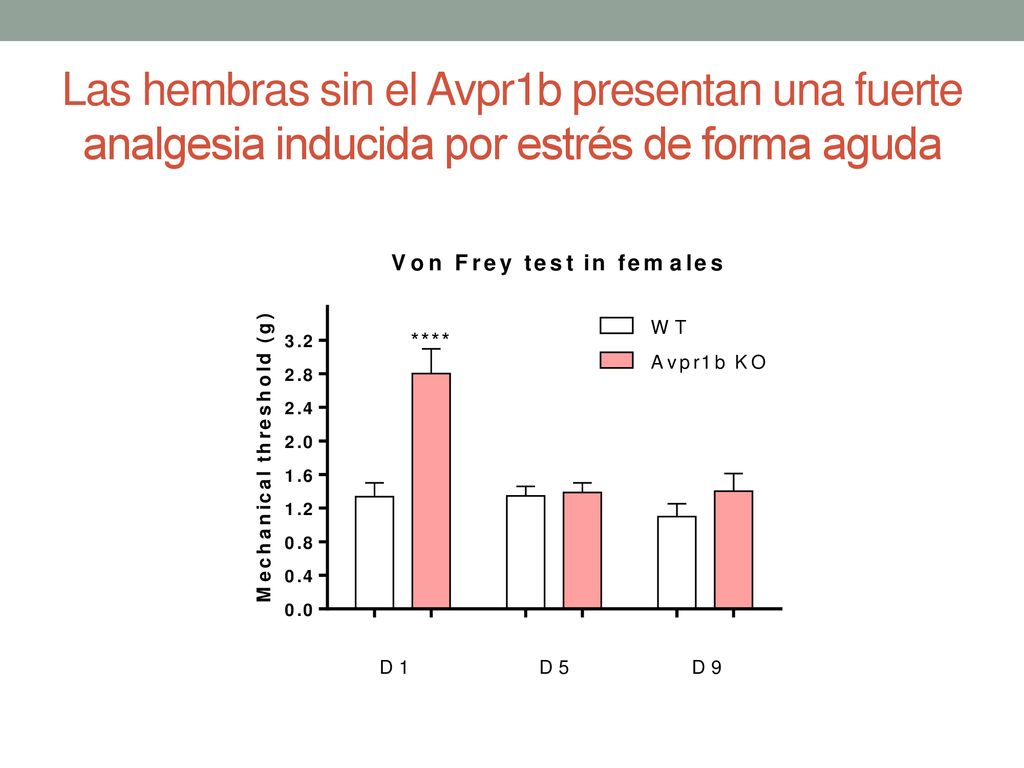Las hembras sin el Avpr1b presentan una fuerte analgesia inducida por estrés de forma aguda