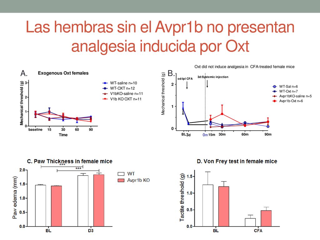 Las hembras sin el Avpr1b no presentan analgesia inducida por Oxt