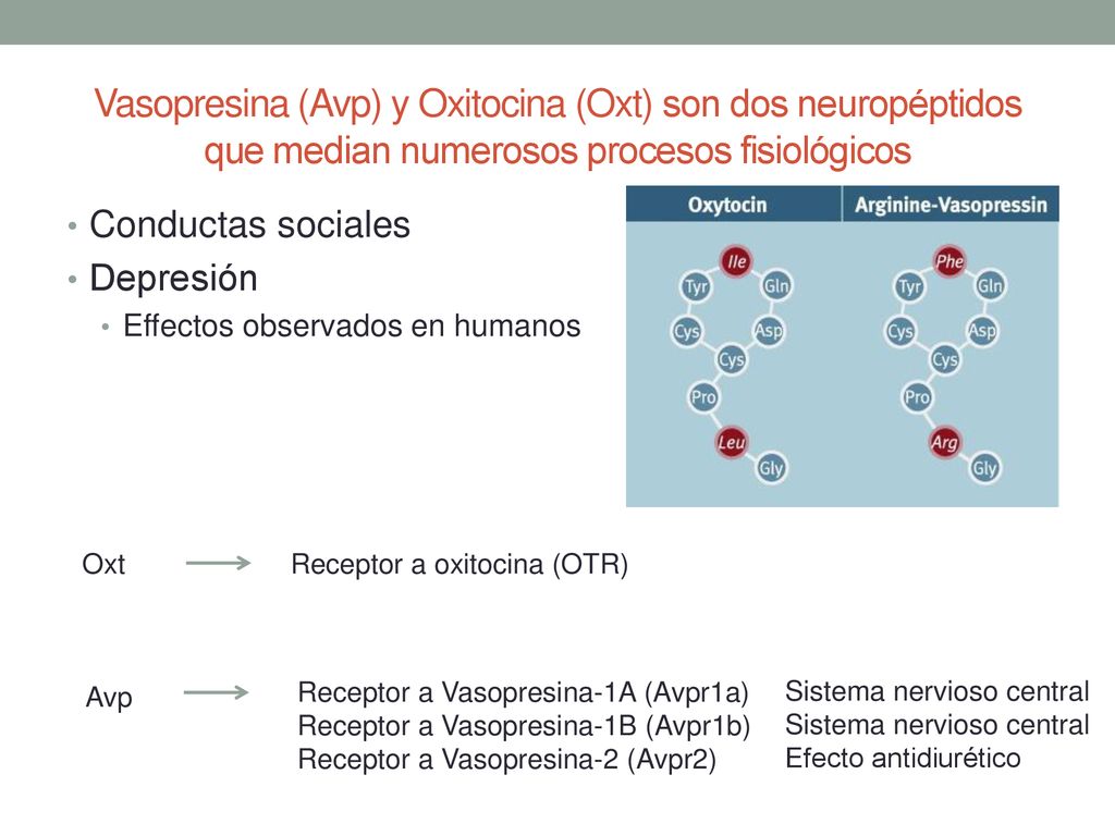 Vasopresina (Avp) y Oxitocina (Oxt) son dos neuropéptidos que median numerosos procesos fisiológicos