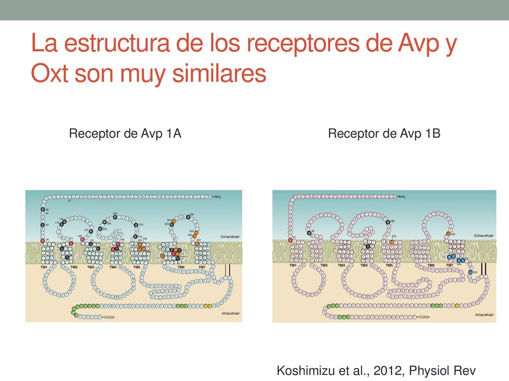 La estructura de los receptores de Avp y Oxt son muy similares
