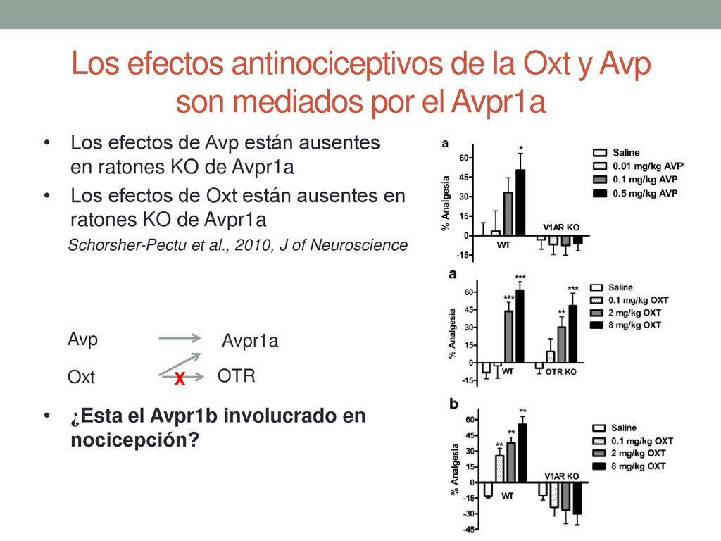 Los efectos antinociceptivos de la Oxt y Avp son mediados por el Avpr1a