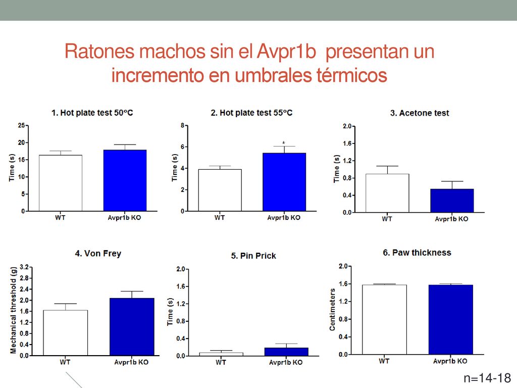 Ratones machos sin el Avpr1b presentan un incremento en umbrales térmicos