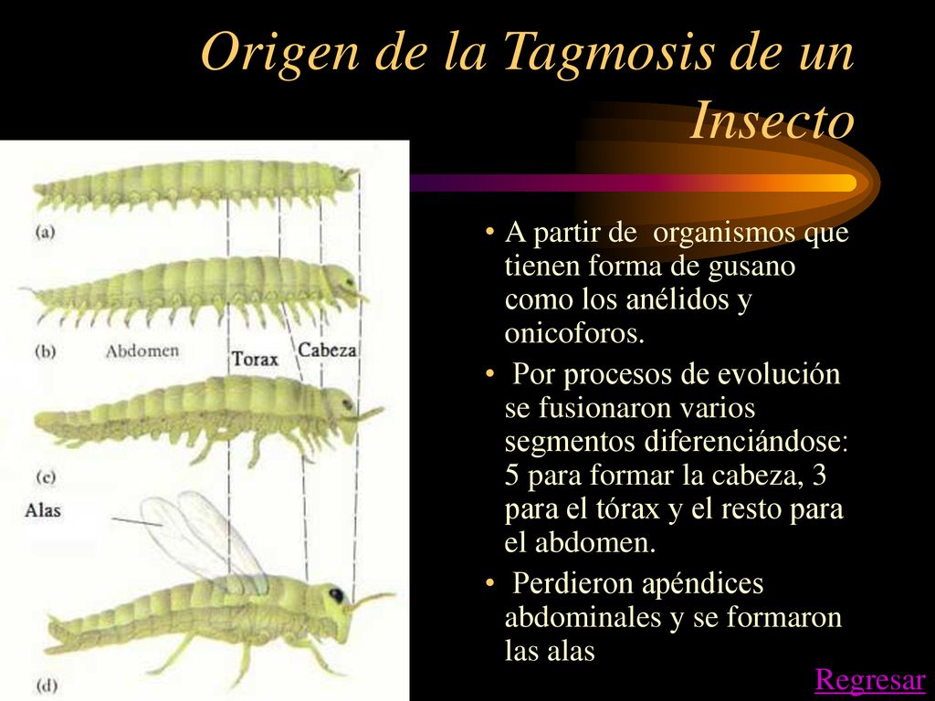 Origen de la Tagmosis de un Insecto