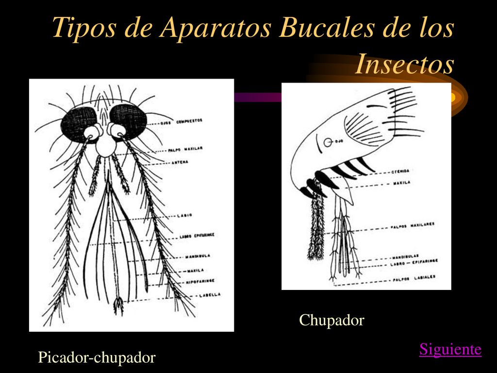Tipos de Aparatos Bucales de los Insectos