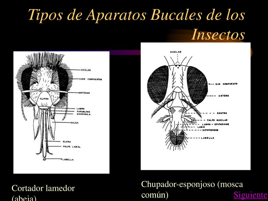 Tipos de Aparatos Bucales de los Insectos