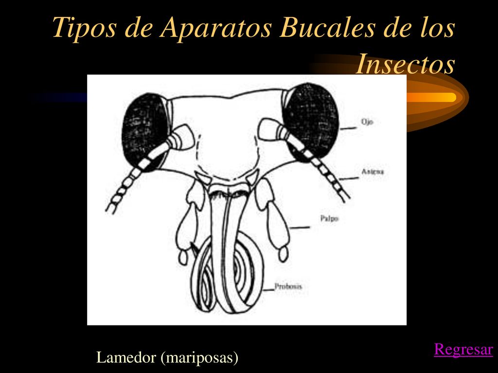 Tipos de Aparatos Bucales de los Insectos
