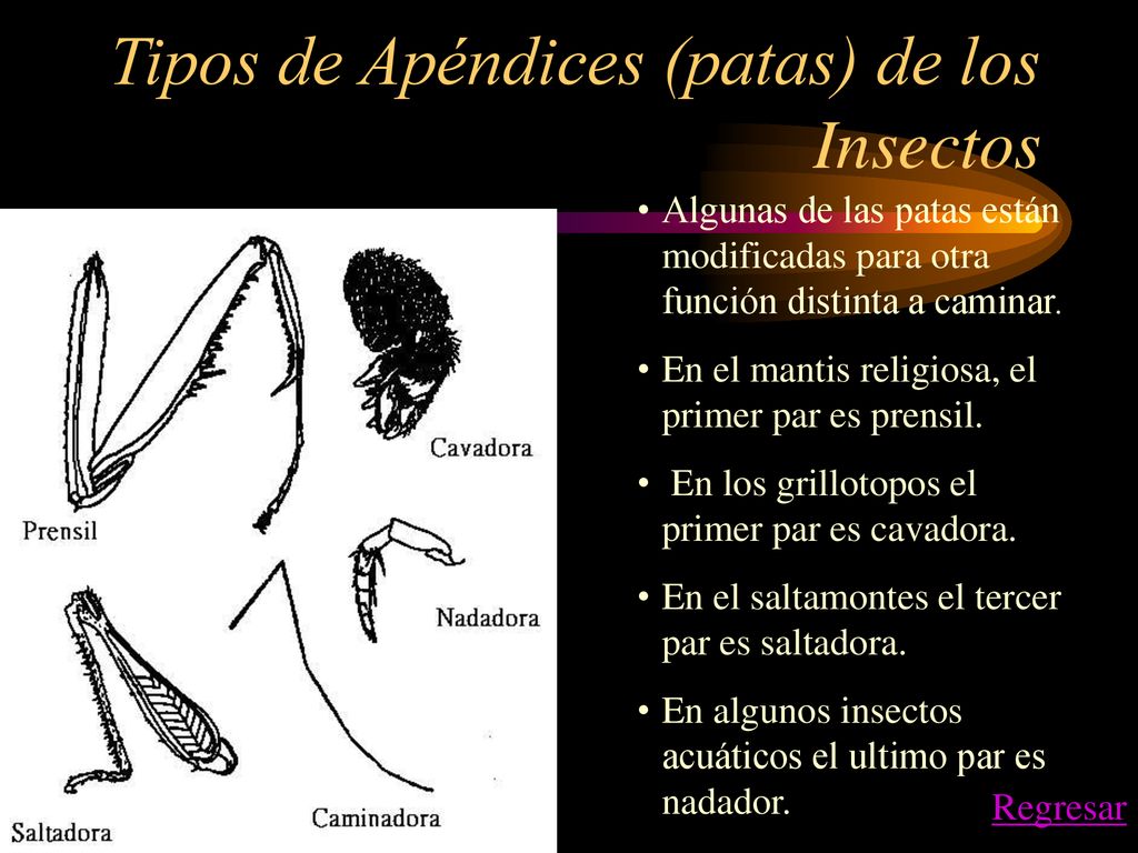 Tipos de Apéndices (patas) de los Insectos