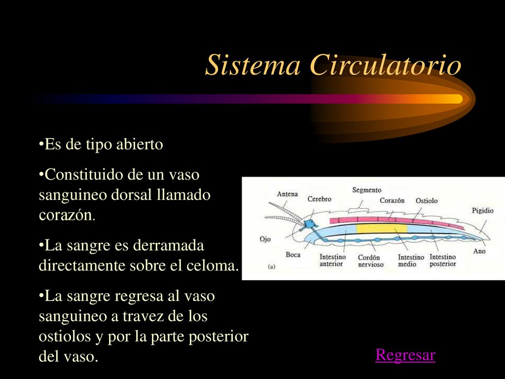 Sistema Circulatorio Es de tipo abierto