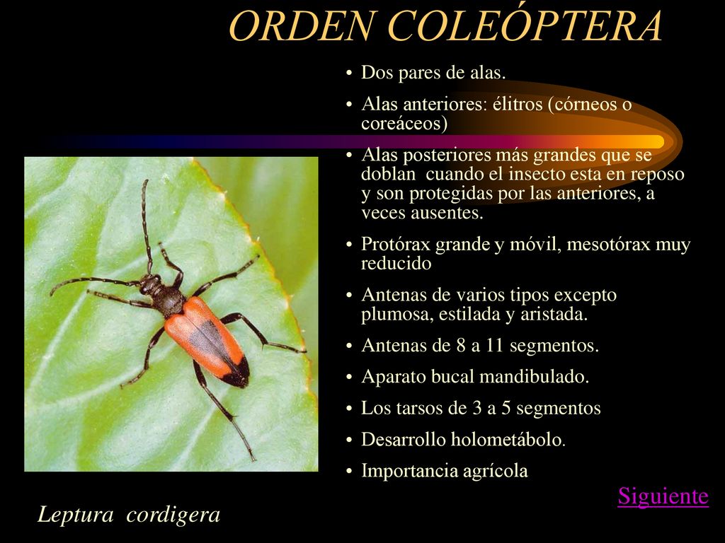 ORDEN COLEÓPTERA Siguiente Leptura cordigera Dos pares de alas.