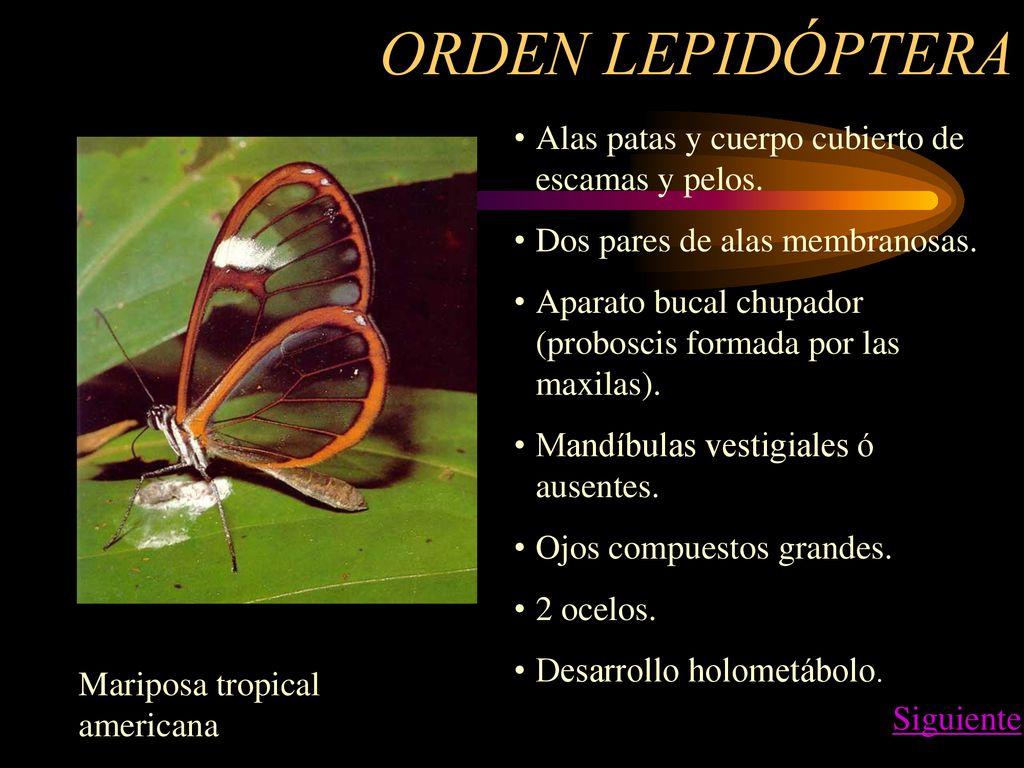 ORDEN LEPIDÓPTERA Alas patas y cuerpo cubierto de escamas y pelos.