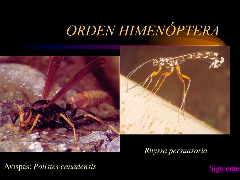 ORDEN HIMENÓPTERA Rhyssa persuasoria Avispas: Polistes canadensis