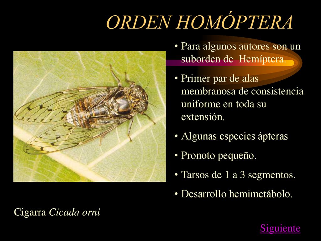 ORDEN HOMÓPTERA Para algunos autores son un suborden de Hemíptera.