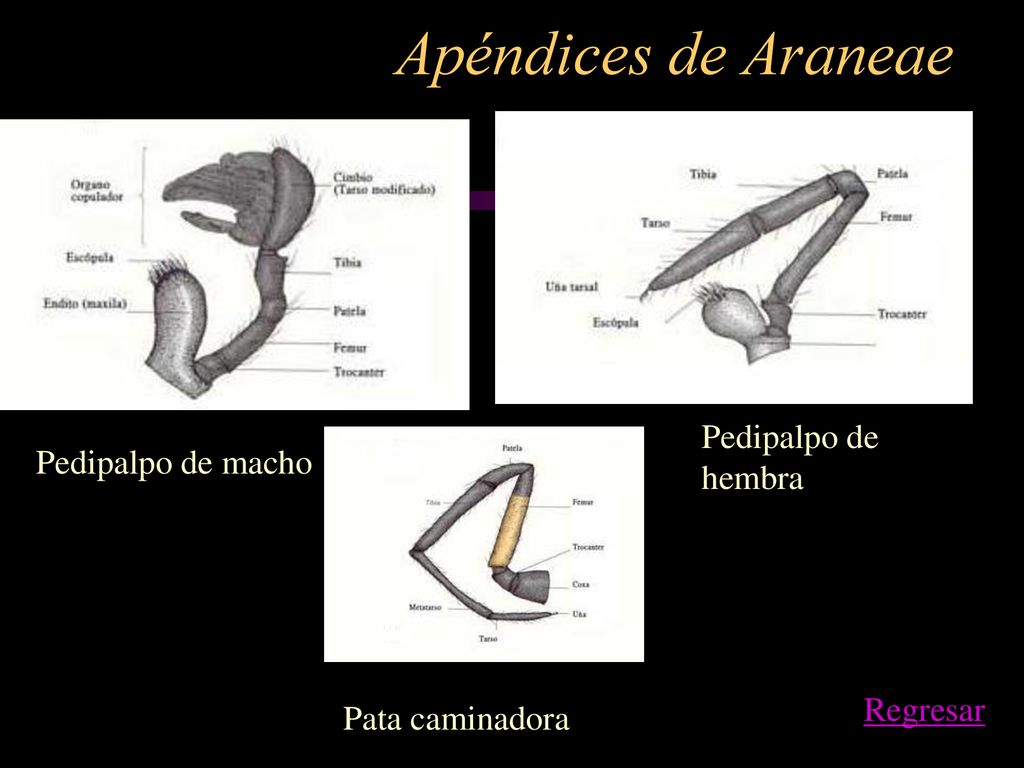 Apéndices de Araneae Pedipalpo de hembra Pedipalpo de macho Regresar