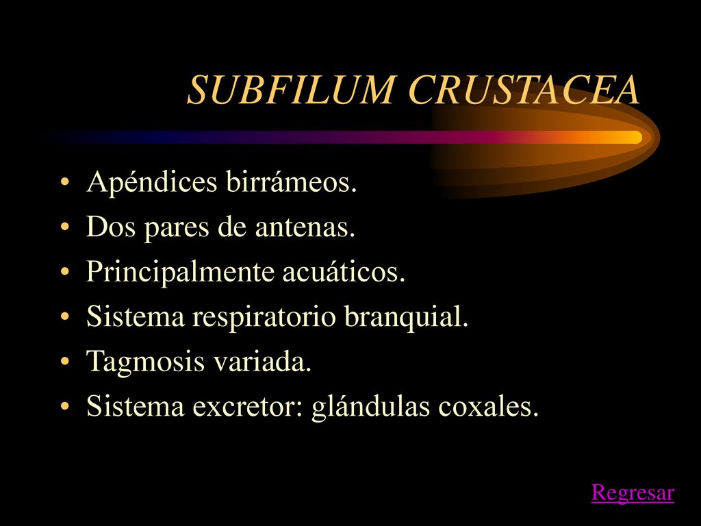 SUBFILUM CRUSTACEA Apéndices birrámeos. Dos pares de antenas.