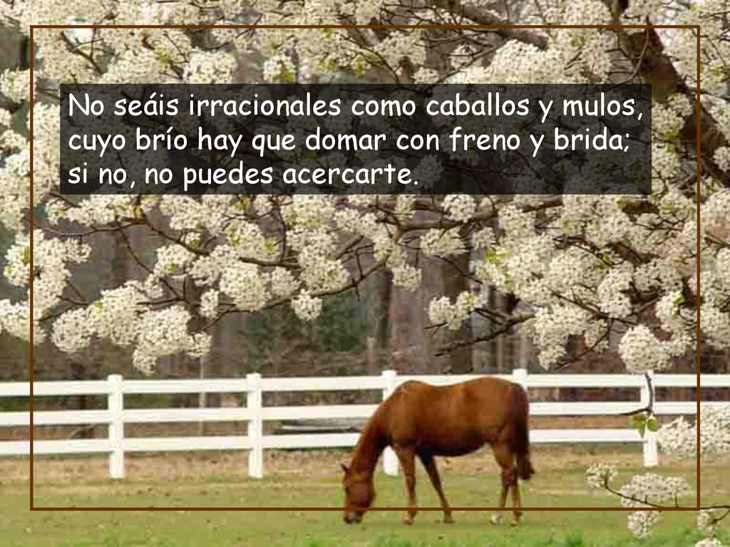 No seáis irracionales como caballos y mulos, cuyo brío hay que domar con freno y brida; si no, no puedes acercarte.