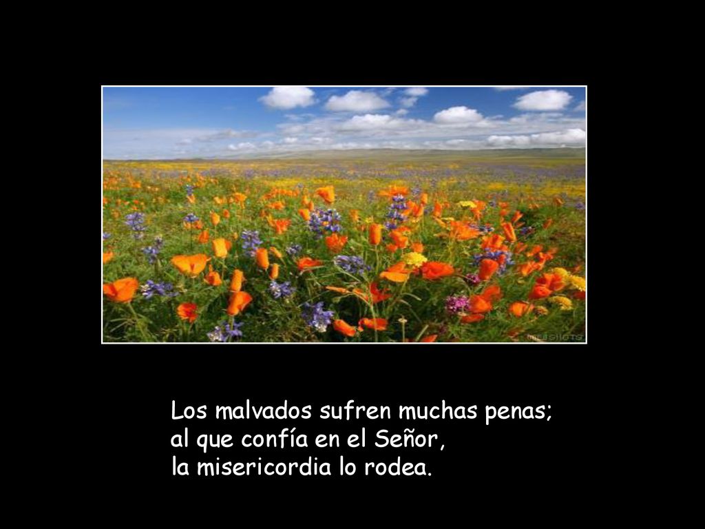 Los malvados sufren muchas penas; al que confía en el Señor, la misericordia lo rodea.