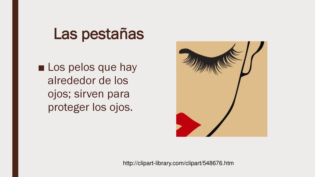 Las pestañas Los pelos que hay alrededor de los ojos; sirven para proteger los ojos.