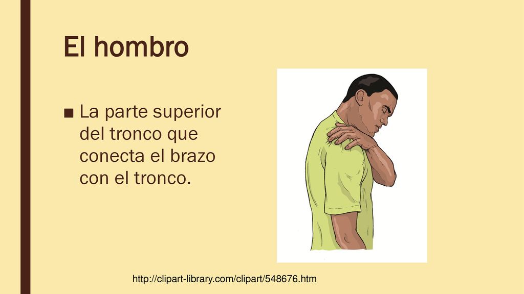El hombro La parte superior del tronco que conecta el brazo con el tronco.