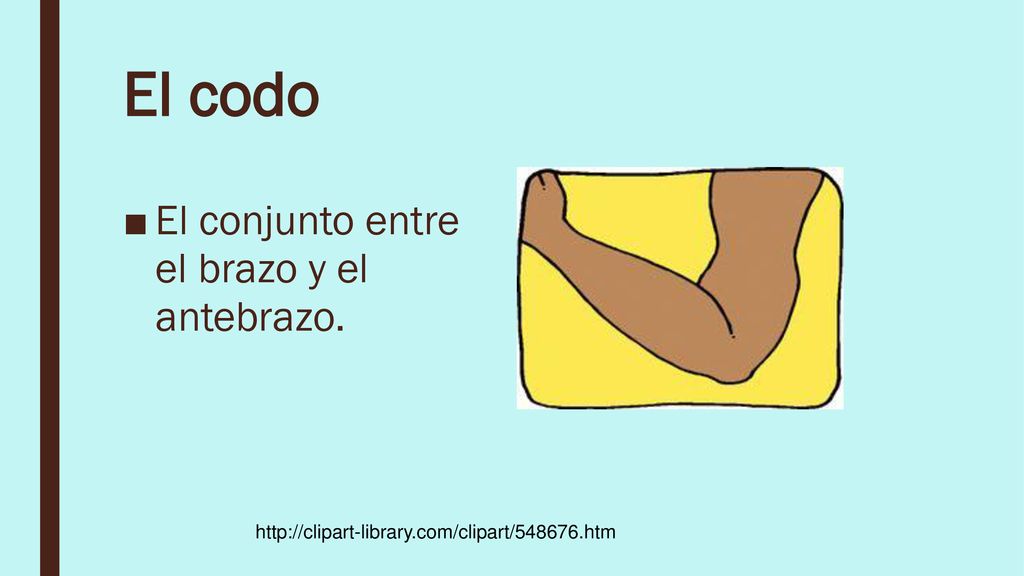 El codo El conjunto entre el brazo y el antebrazo.