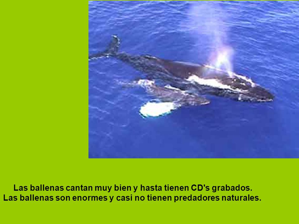 Las ballenas cantan muy bien y hasta tienen CD s grabados