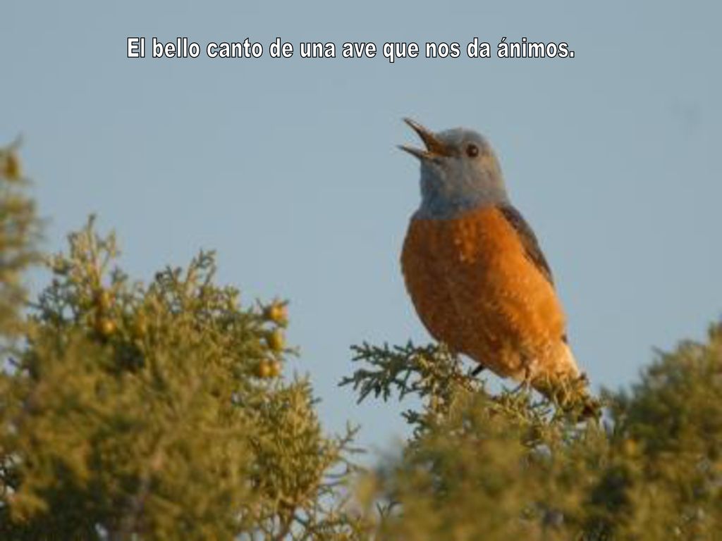 El bello canto de una ave que nos da ánimos.