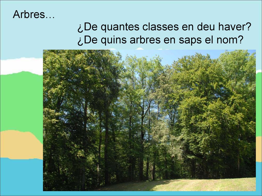Arbres… ¿De quantes classes en deu haver ¿De quins arbres en saps el nom