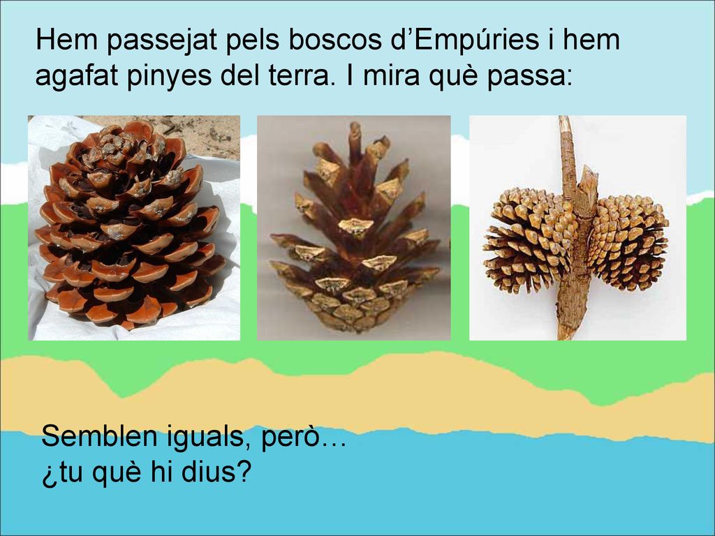 Hem passejat pels boscos d’Empúries i hem agafat pinyes del terra