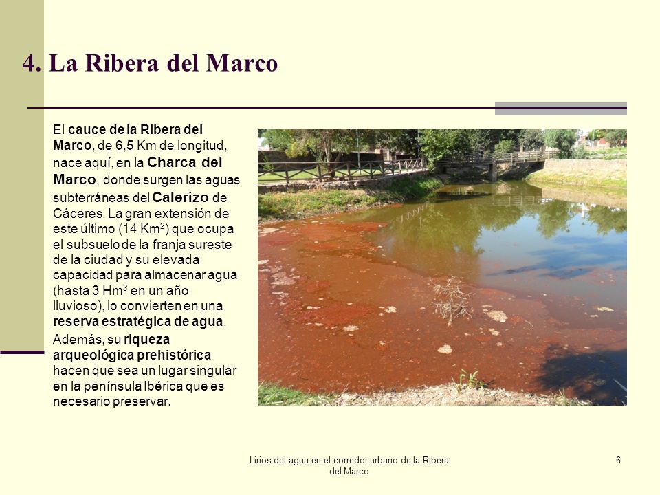 Lirios del agua en el corredor urbano de la Ribera del Marco