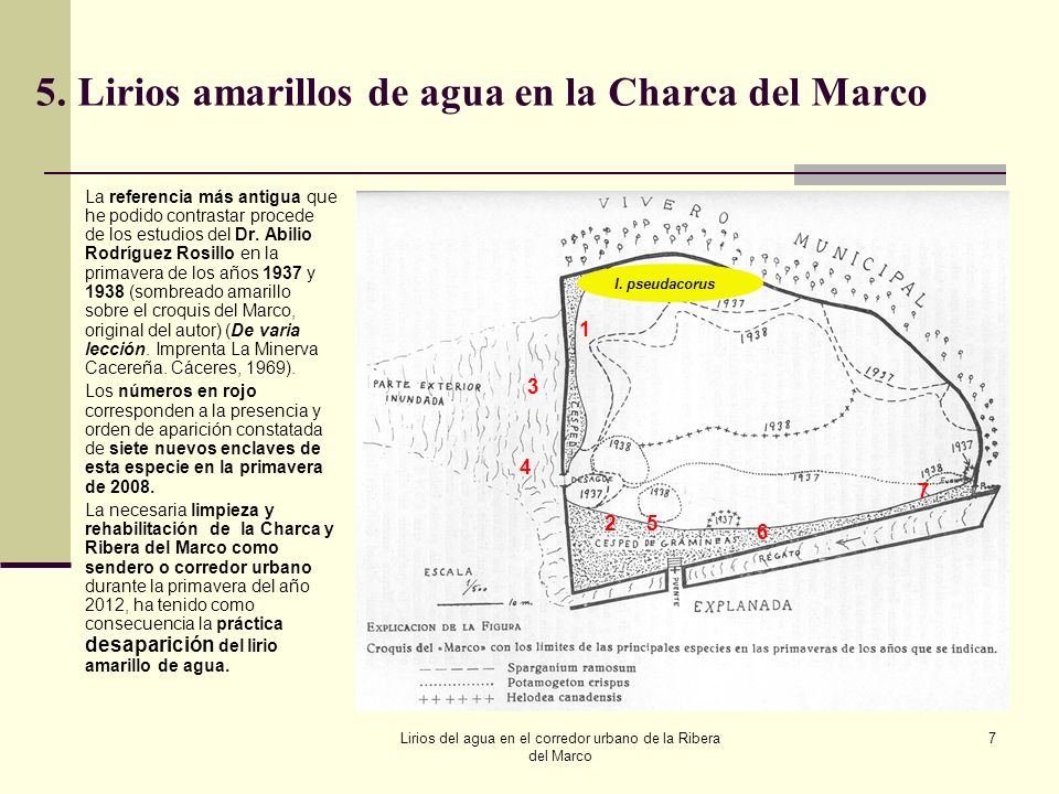 5. Lirios amarillos de agua en la Charca del Marco