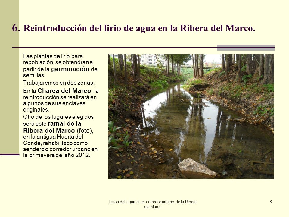 6. Reintroducción del lirio de agua en la Ribera del Marco.