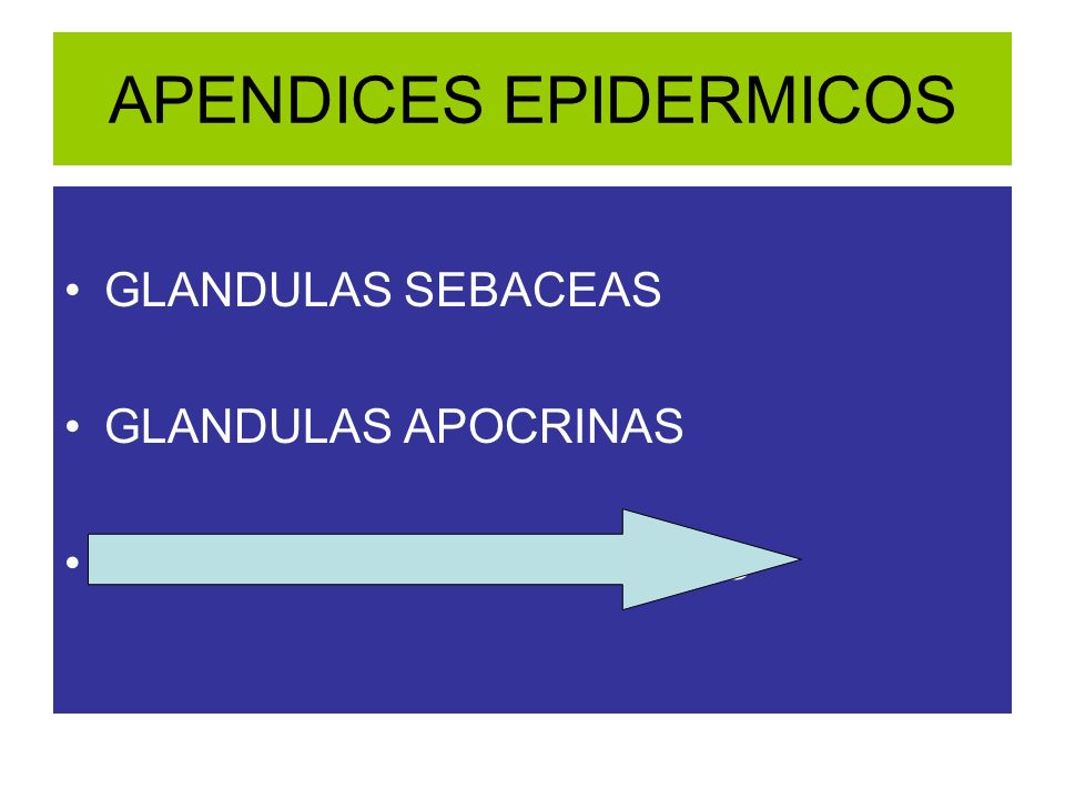 APENDICES EPIDERMICOS