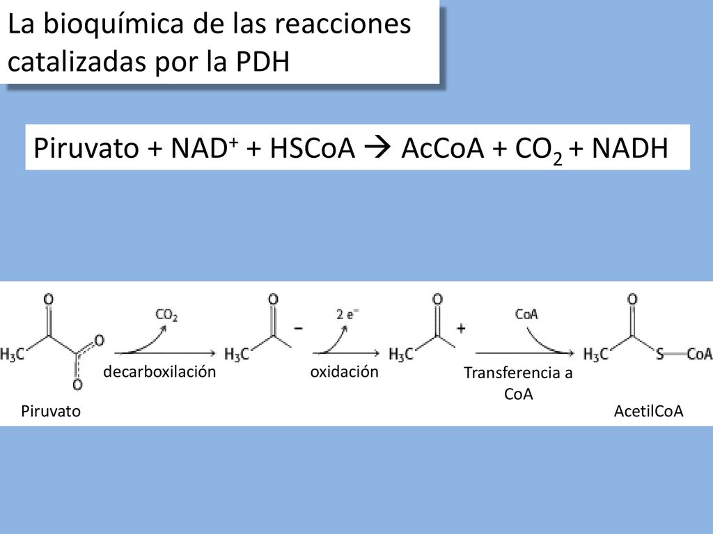 La bioquímica de las reacciones catalizadas por la PDH