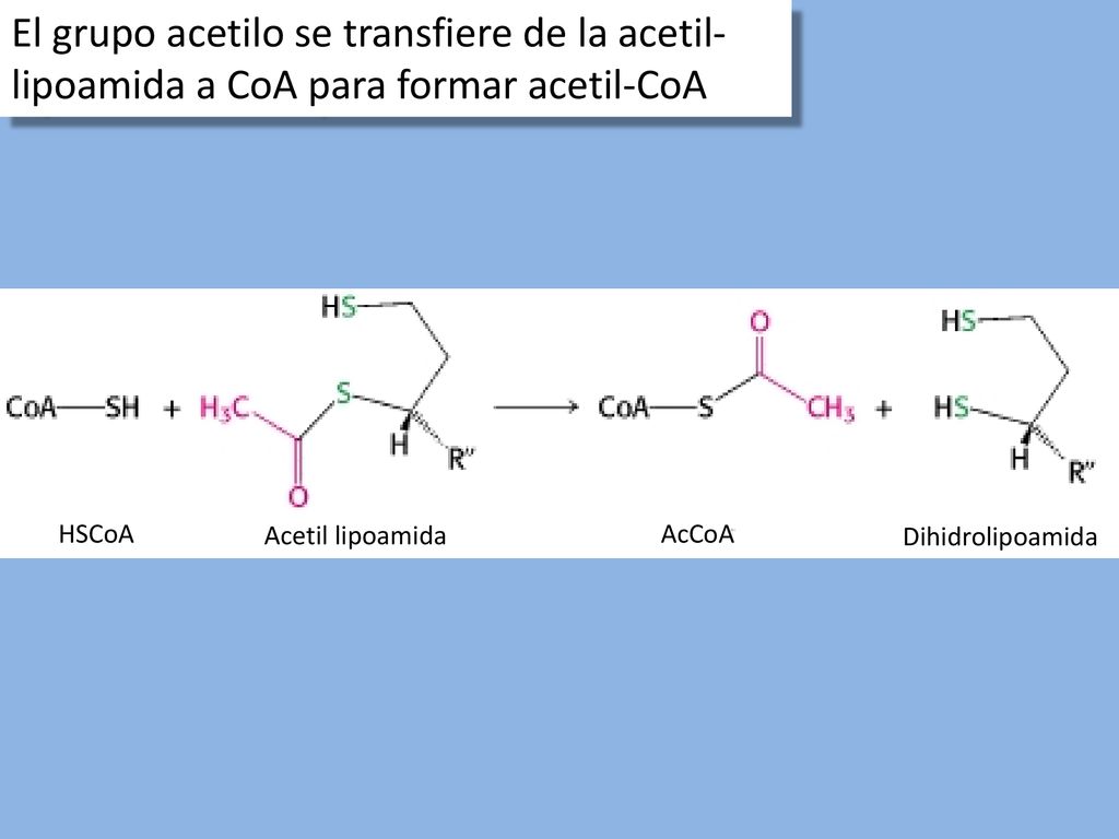 El grupo acetilo se transfiere de la acetil-lipoamida a CoA para formar acetil-CoA