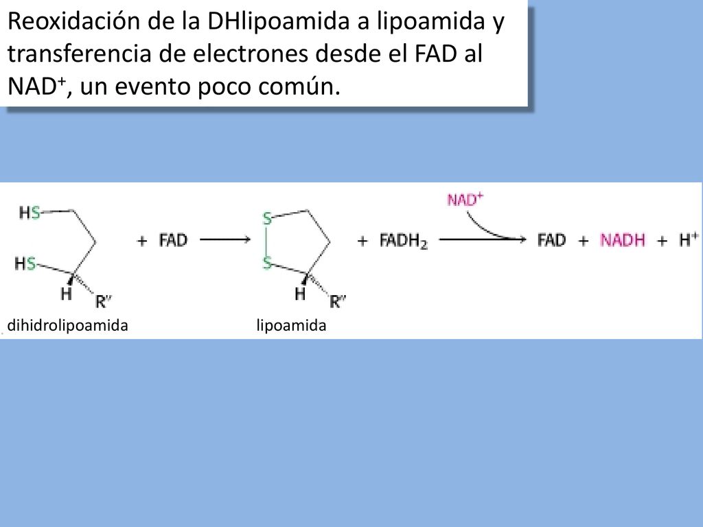 Reoxidación de la DHlipoamida a lipoamida y transferencia de electrones desde el FAD al NAD+, un evento poco común.